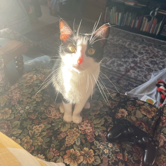 Tag your PFFs! Hosting “Everything Pets Posh Party” on 10/13/2023! - Picture 8 of 9